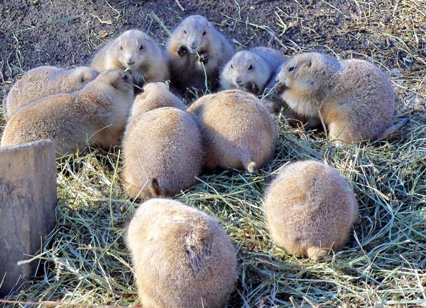 Westminstenders: Neglectful Drunkeness!