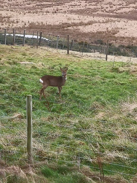 Have I just seen a hare?!