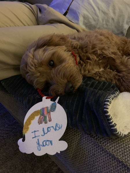 How much do your kids love their dog?!