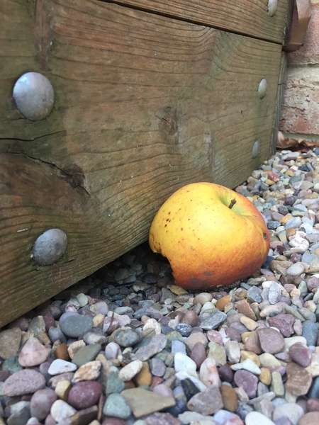 I think I have a rats nest in my garden!