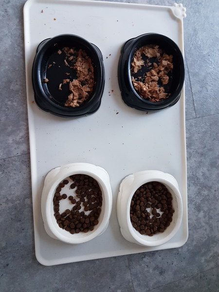 Cat feeding regime