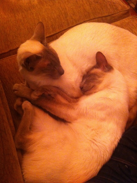 Westminstenders: Neglectful Drunkeness!