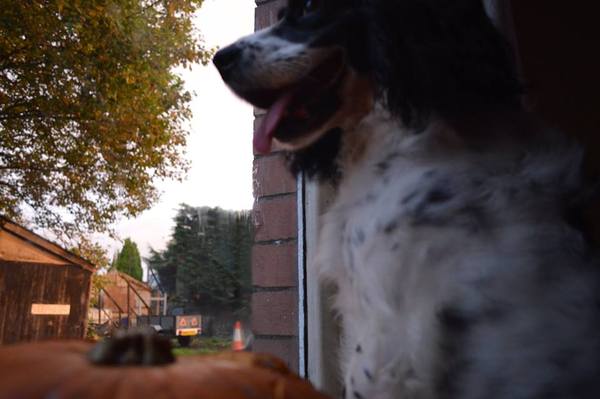 Sell me your dog.