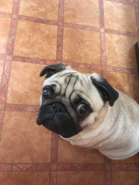 Sell me your dog.