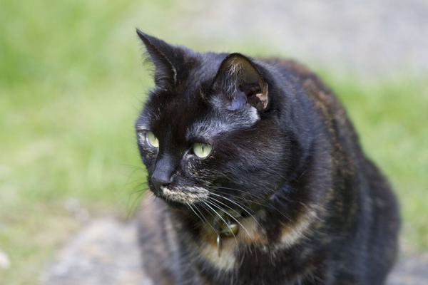 Westministenders: The DisUnited Kingdom of Remaina