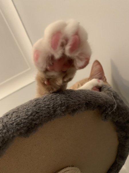 Toe beans