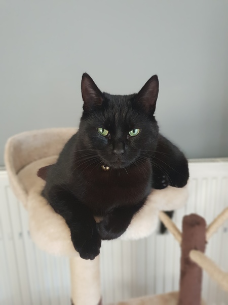 Whats your Cats name?