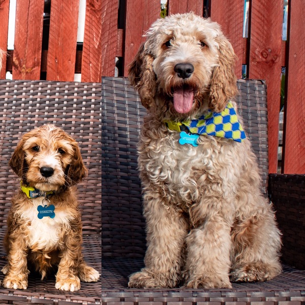 Who fancies a dog photo thread!