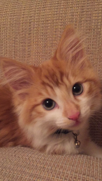 I think my cat is beautiful, show me yours 😁