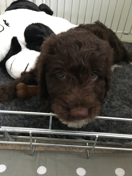 Puppy support