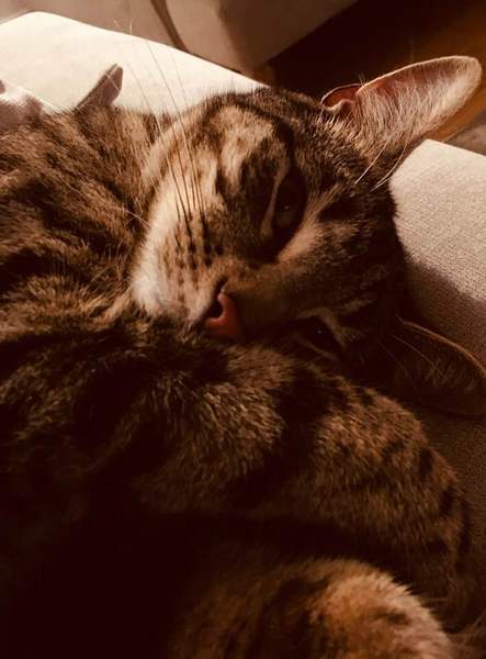 To ask what the worst thing your pet has done?