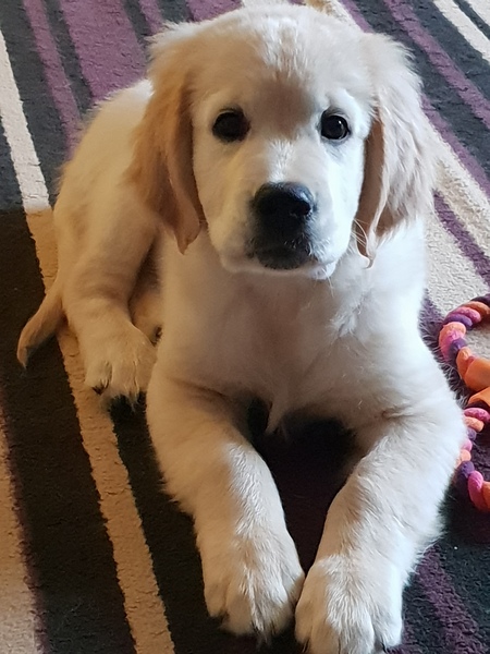 Golden Retriever puppy... come at me with all your best advice, warnings and thoughts please!