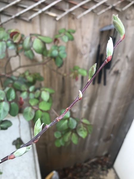 Are these magnolia buds?