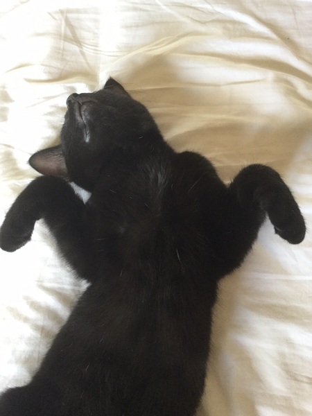 To be really creeped out by my cat?