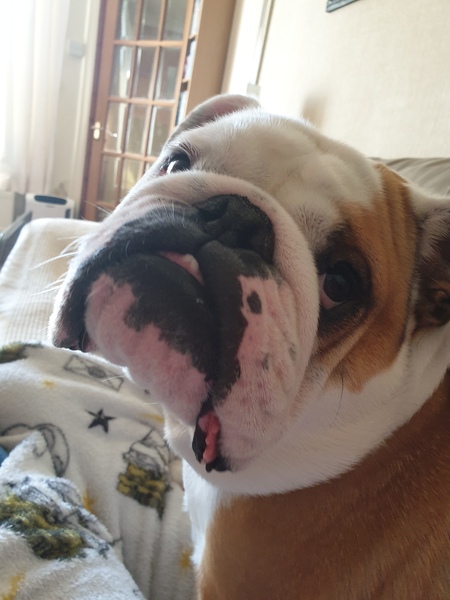 What’s the most ridiculous thing you have ever said to your dog?