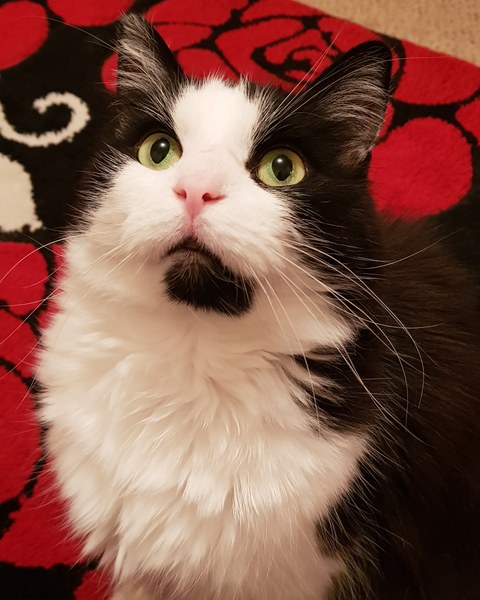 I want a cat, but how do I make sure I get one that’s not an arsehole?