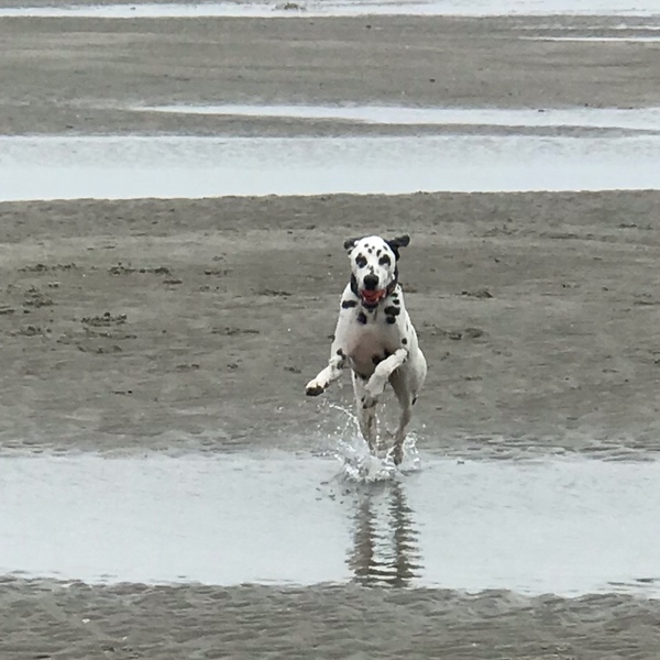 Who fancies a dog photo thread!