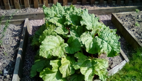 Rhubarb help needed!