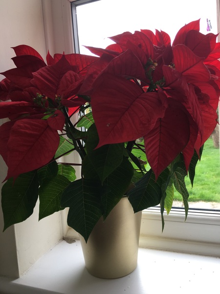 Is it unusual for my Christmas poinsettia is still very much alive?