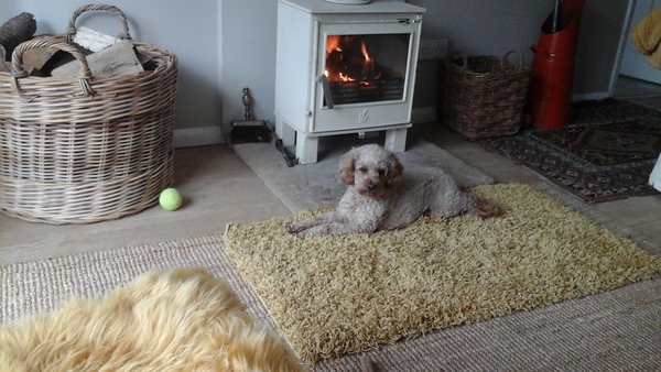 Genuinely interested - why all the poodle crosses? What puts people off a ‘proper’ poodle?