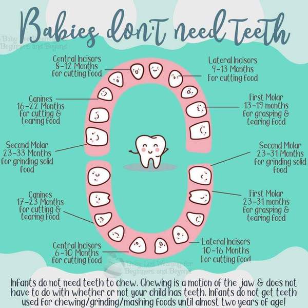 8 month old meal ideas?! Help! Shopping !