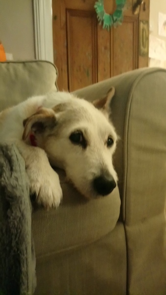 Growth on my dog :(