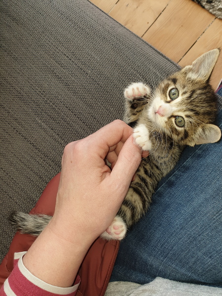 High Calorie Kitten Food