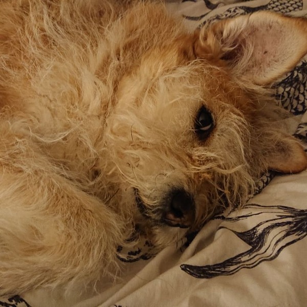 To ask what the worst thing your pet has done?