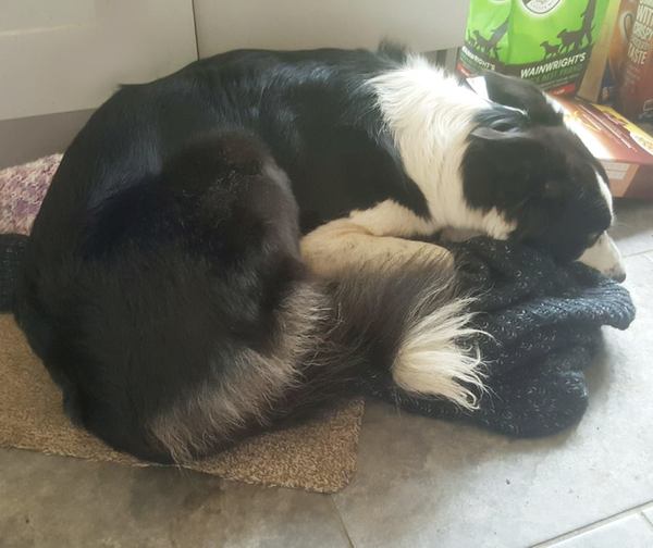 To think I'm not 'cruel' to my dog because he's not allowed on the sofa?