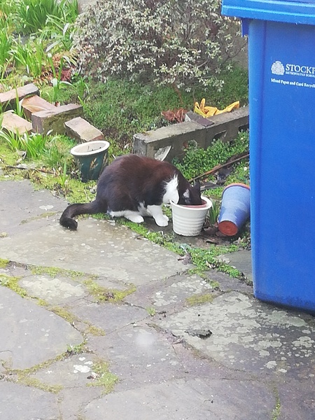 "Spayed" cat is pregnant - help!