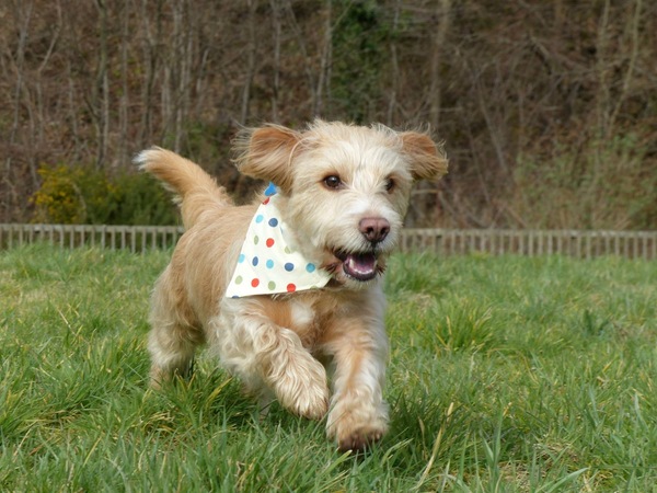 Guess my dog's age.