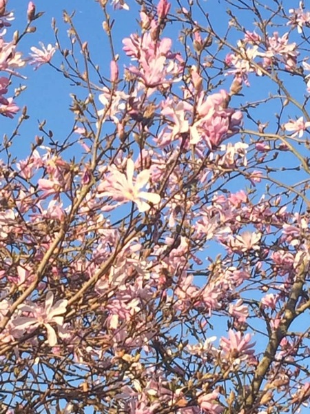 I couldn’t believe my eyes today - beauty in nature