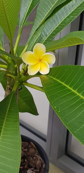 Any Witches Here? Part 7.