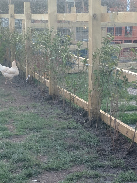Biodegradable tree guards - help!