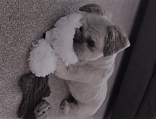 Who fancies a dog photo thread!