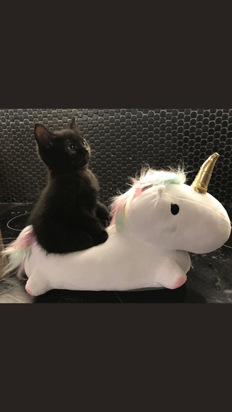 Westminstenders: Indicative Crossiants