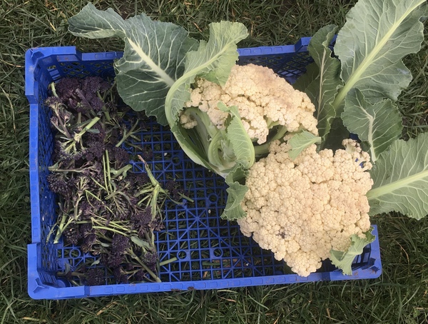 Allotment?Veg Patch Thread 13! Are we weathering the weather?