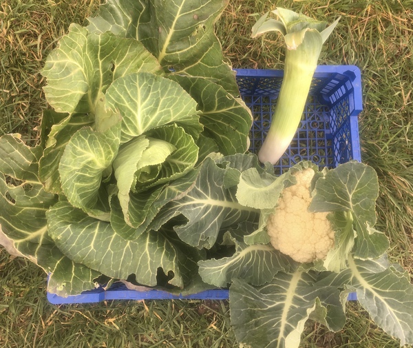 Allotment?Veg Patch Thread 13! Are we weathering the weather?
