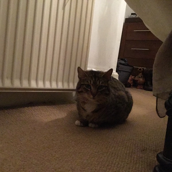 There's a cat under my bed.....