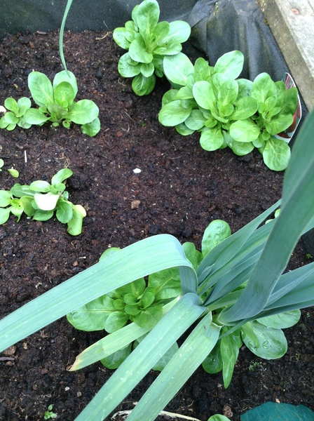 29th March "Grow your own" newcomers welcome here