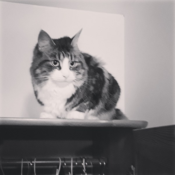 Whats your Cats name?