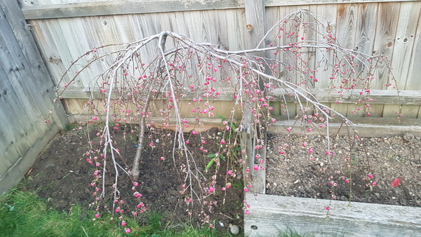 What is this plant?
