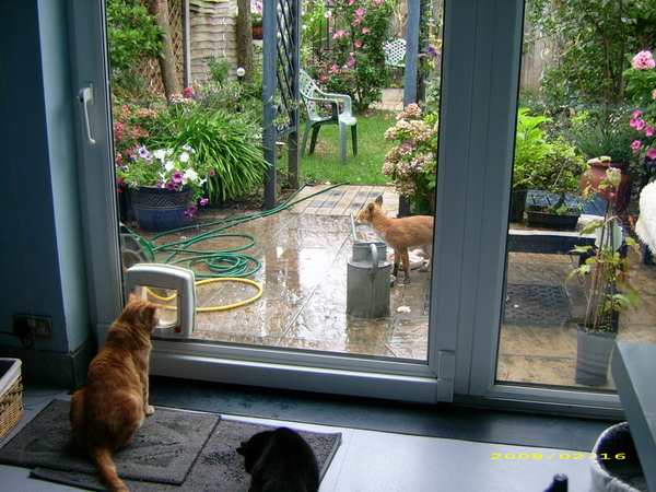 Anyone got a cat flap in a glass door?