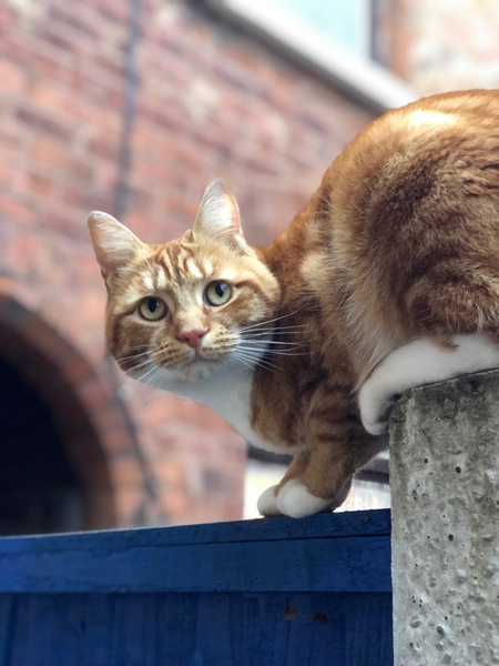 Whats your Cats name?
