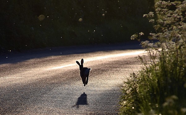Have I just seen a hare?!