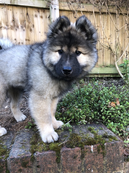 Will this behaviour calm down eventually? 11 week old pup.