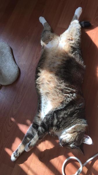 Your cat's favourite baked potato filling - testers here