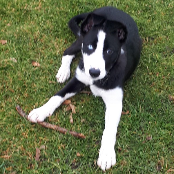 Border collie pup