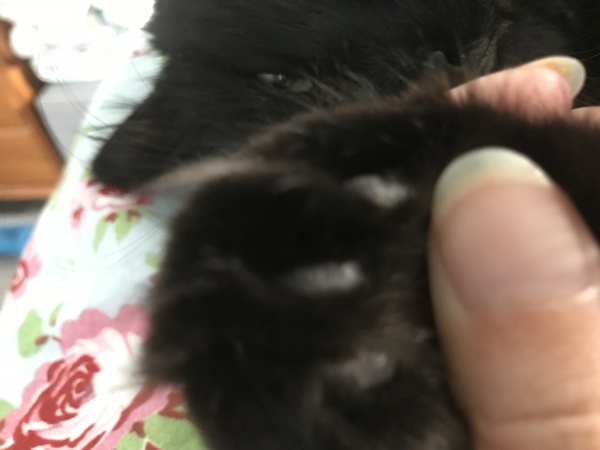 Toe beans