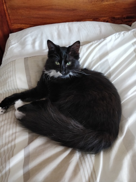 Help please with kitten biting and scratching